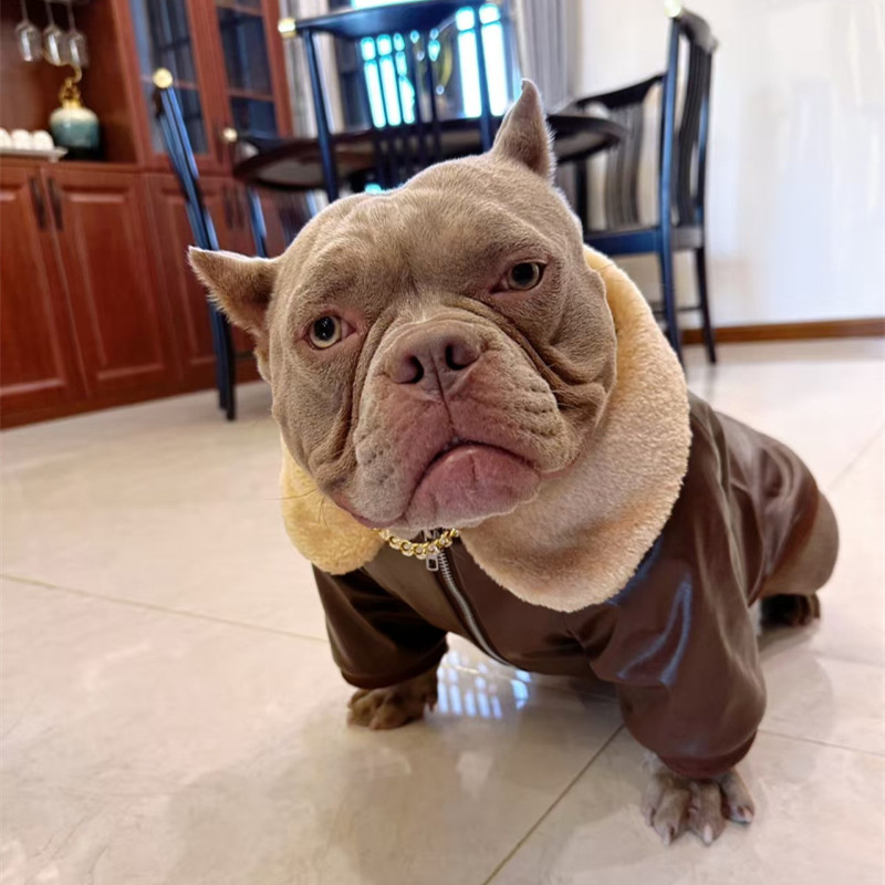 Pug Dog Coat Jacket Winter Fre - Winter Clothing In French recension och pris